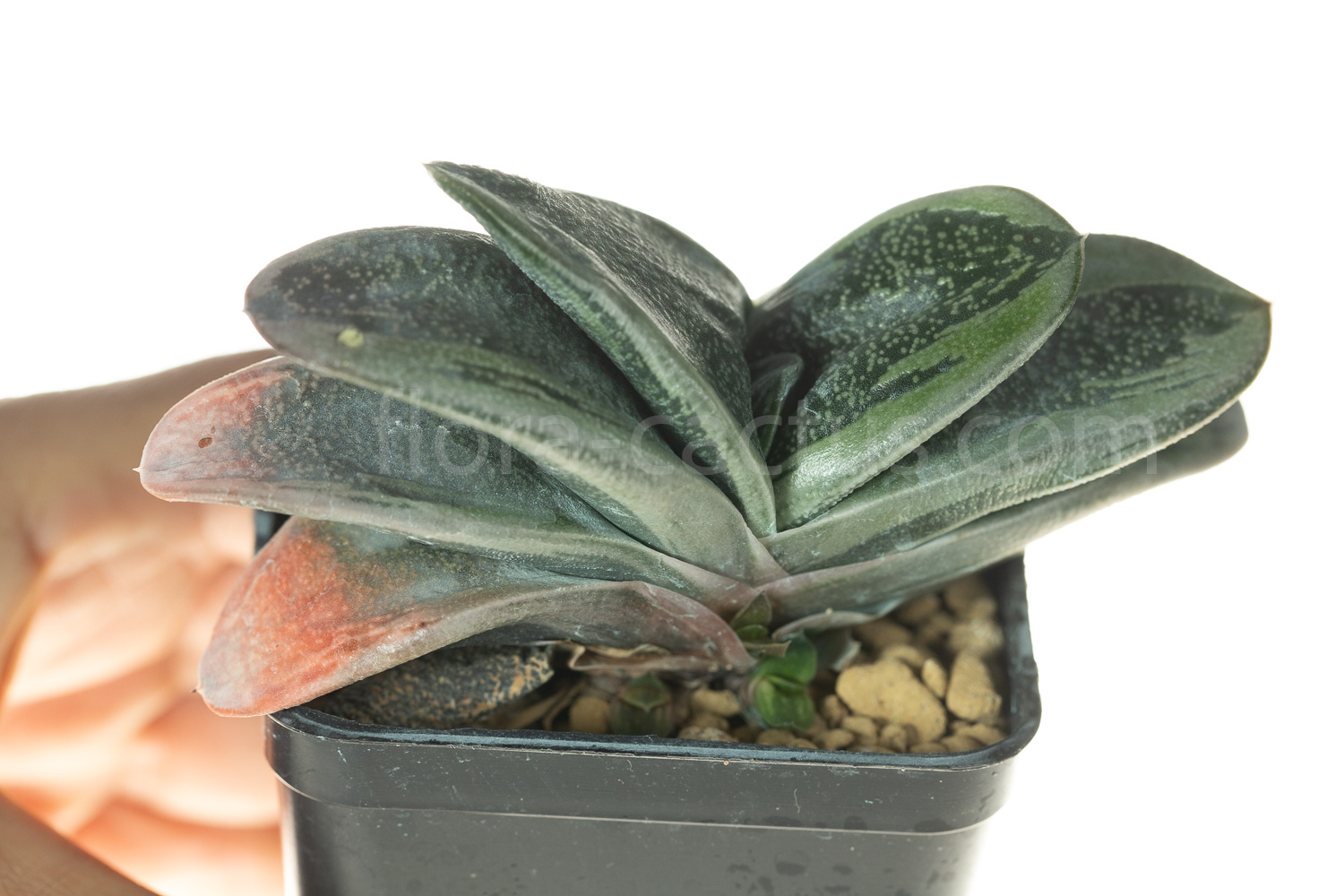 Gasteria_Rumpelstiltskin-1