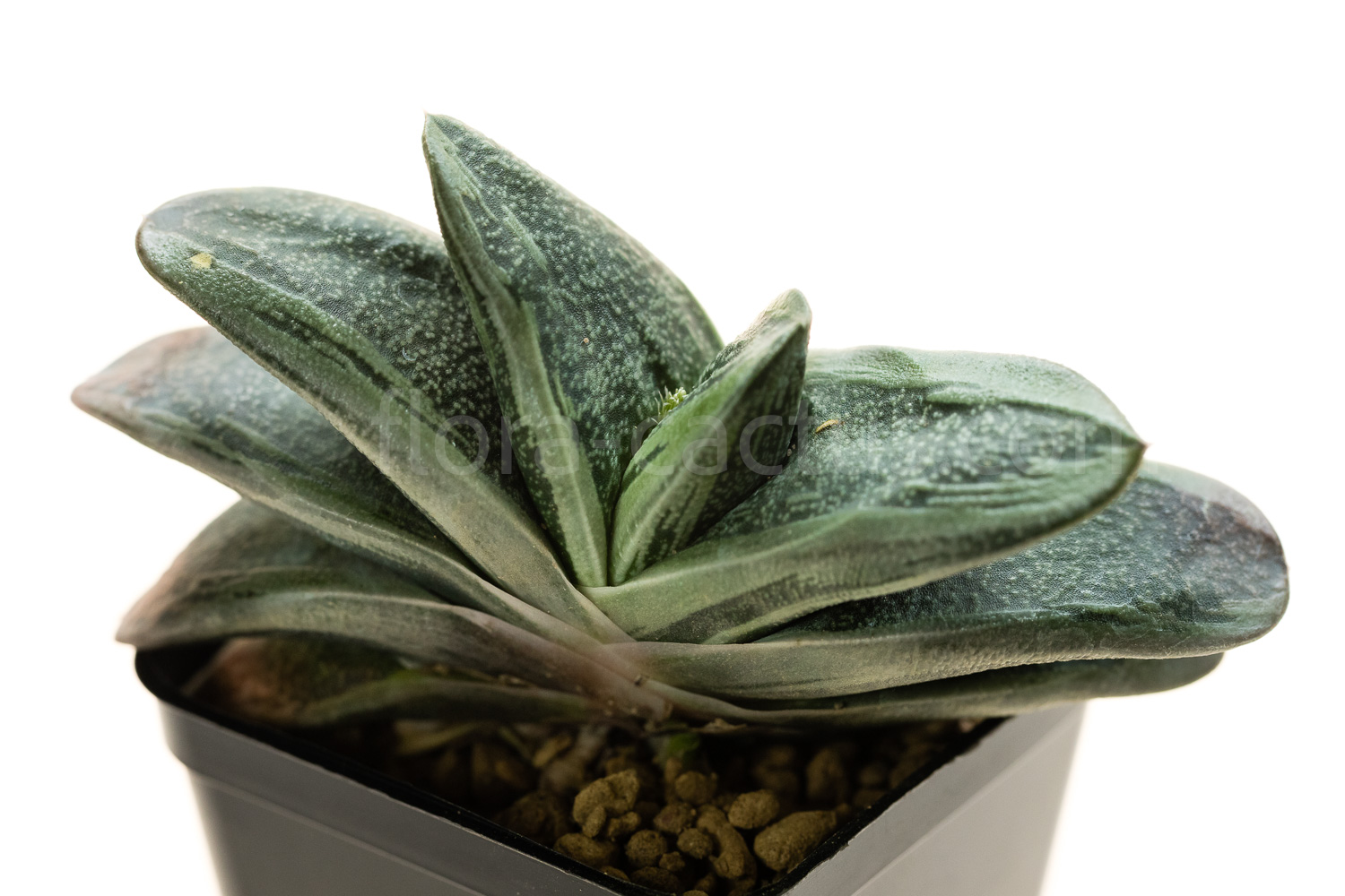 Gasteria_Rumpelstiltskin-2