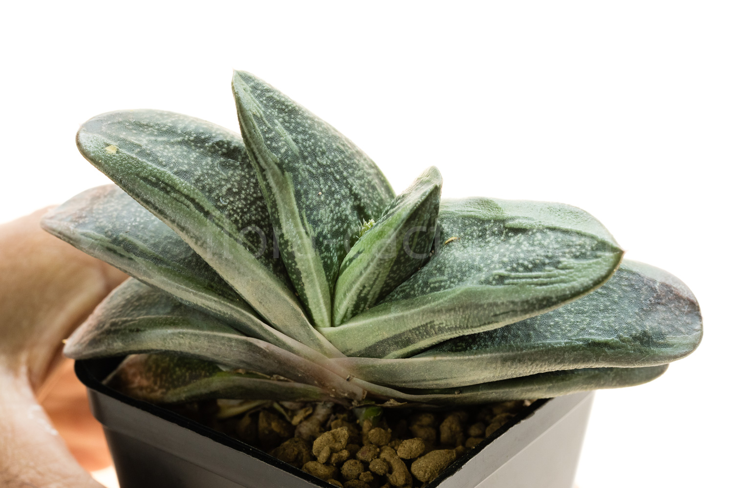 Gasteria_Rumpelstiltskin-3