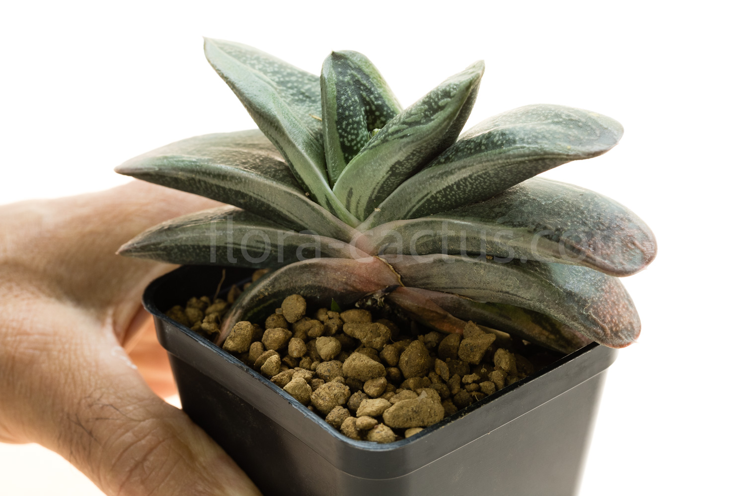 Gasteria_Rumpelstiltskin-4