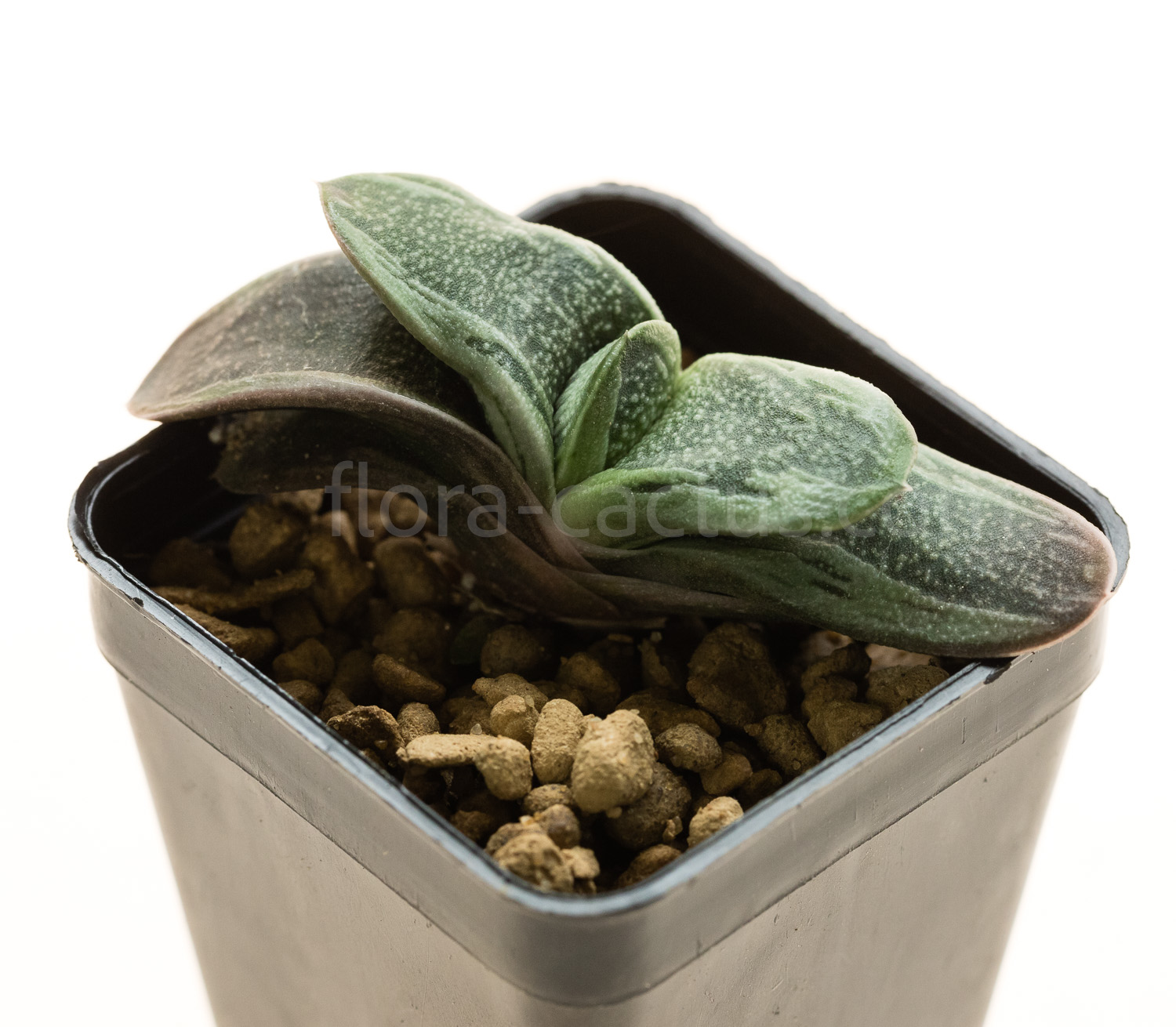 Gasteria_Rumpelstiltskin-6