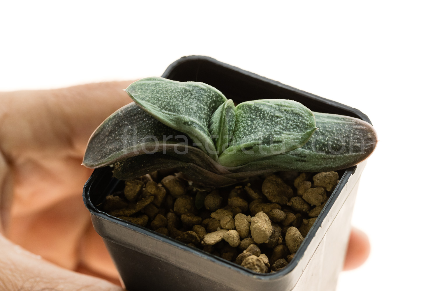 Gasteria_Rumpelstiltskin-5