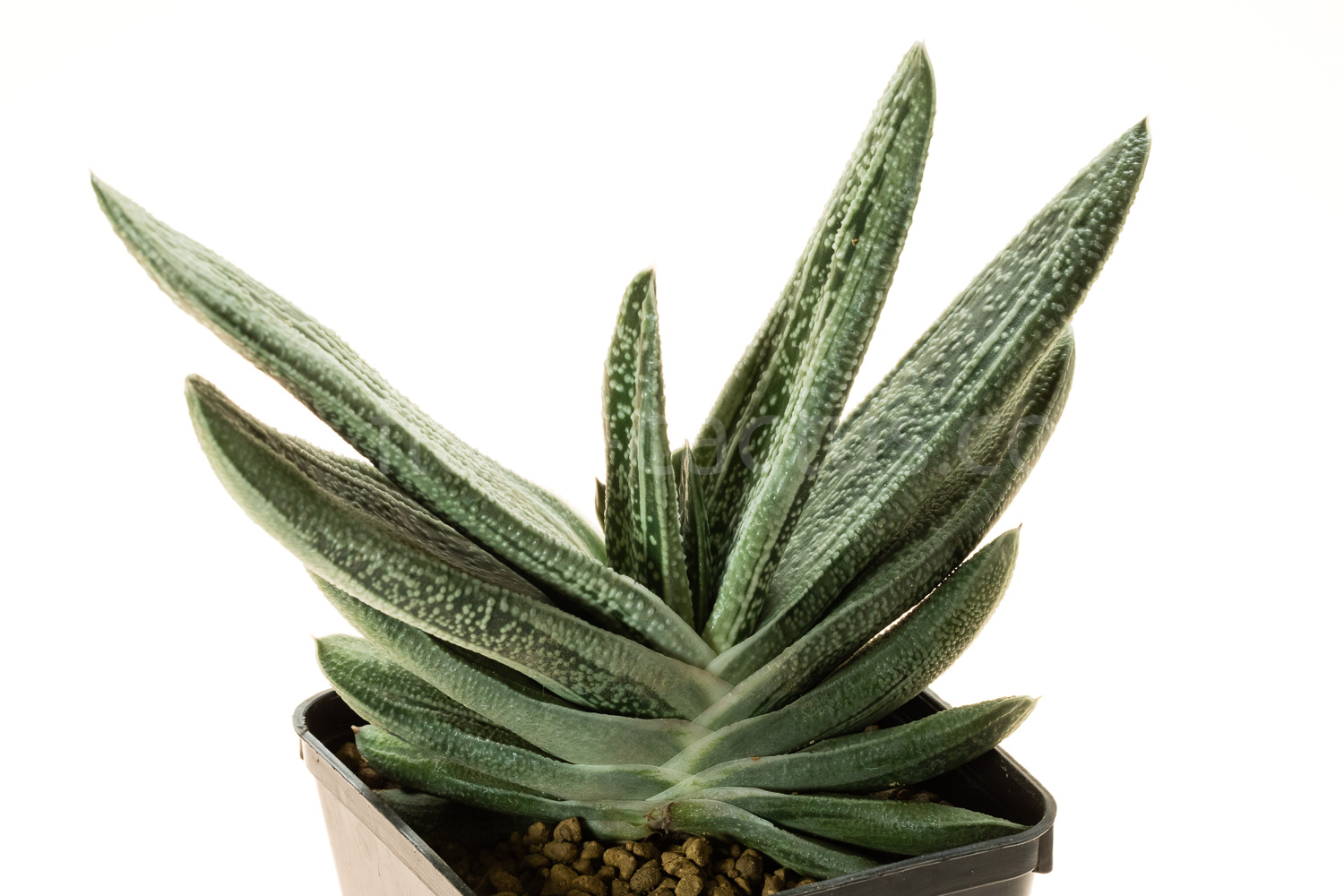 Gasteria_Silver_on_Green-1