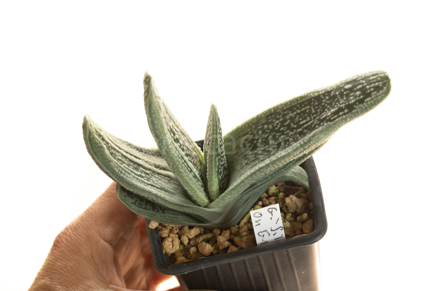 Gasteria_Silver_on_Green-5
