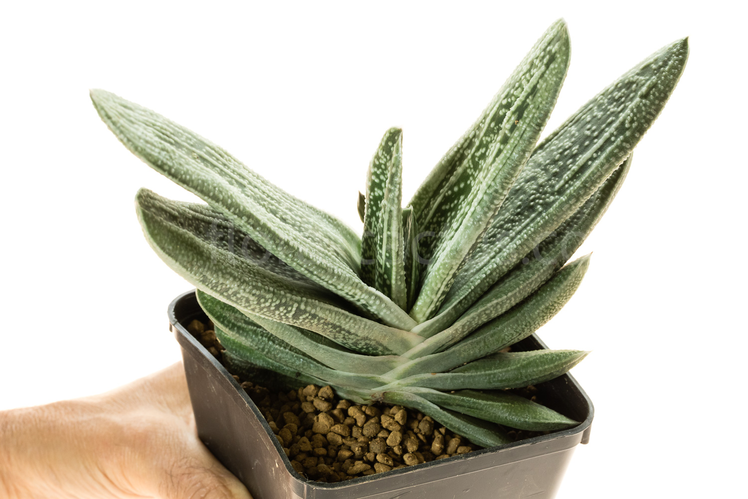 Gasteria_Silver_on_Green-2