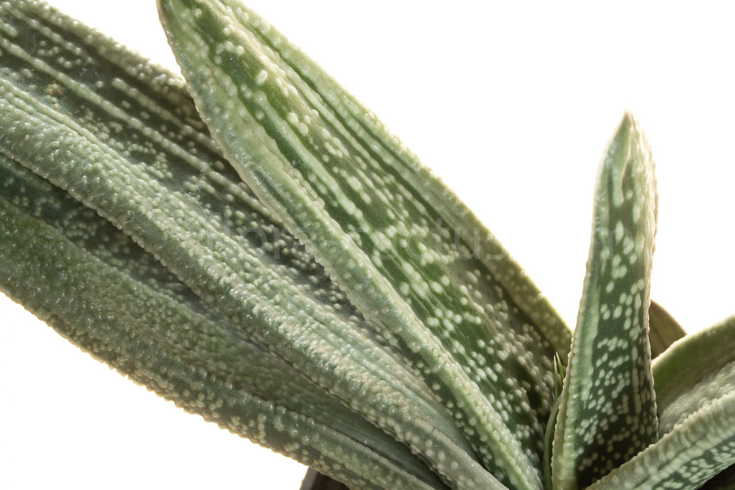Gasteria_Silver_on_Green-4