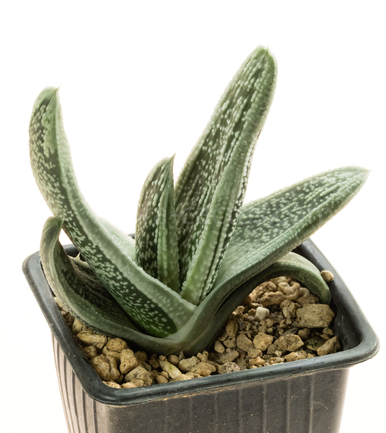 Gasteria_Silver_on_Green-6