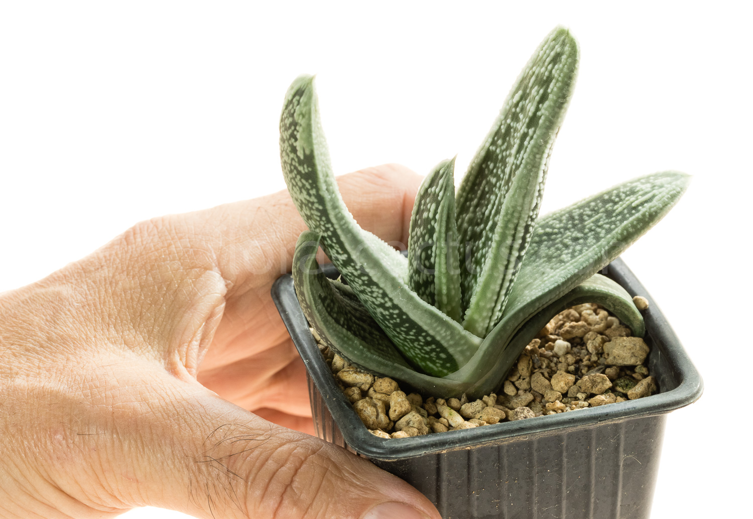 Gasteria_Silver_on_Green-7