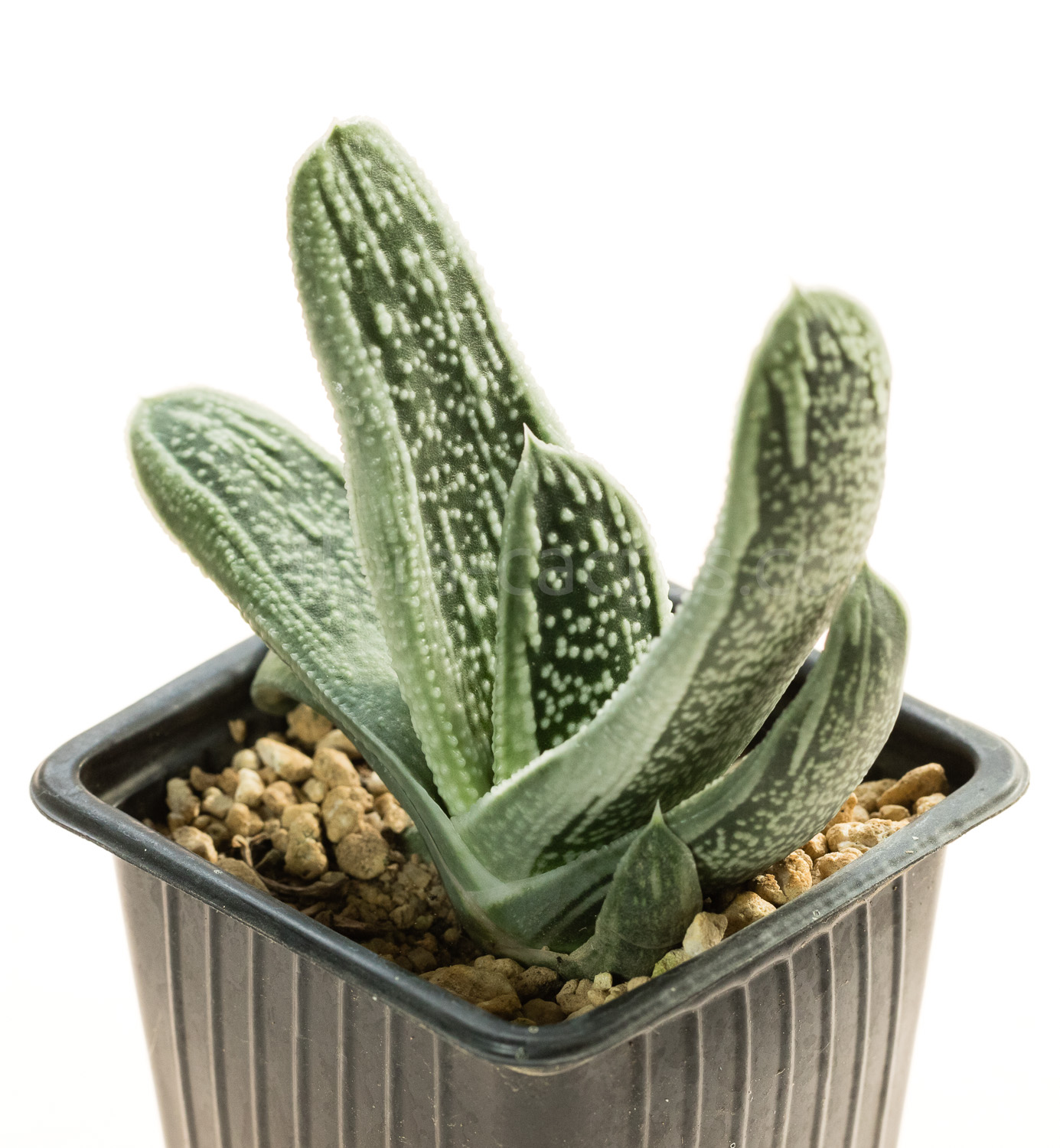 Gasteria_Silver_on_Green-8