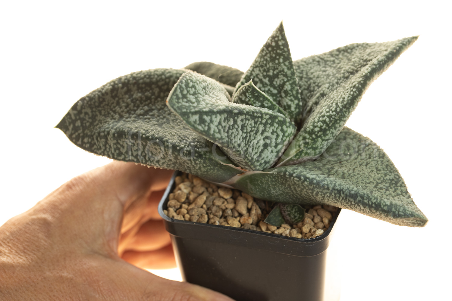Gasteria_Amabala-3