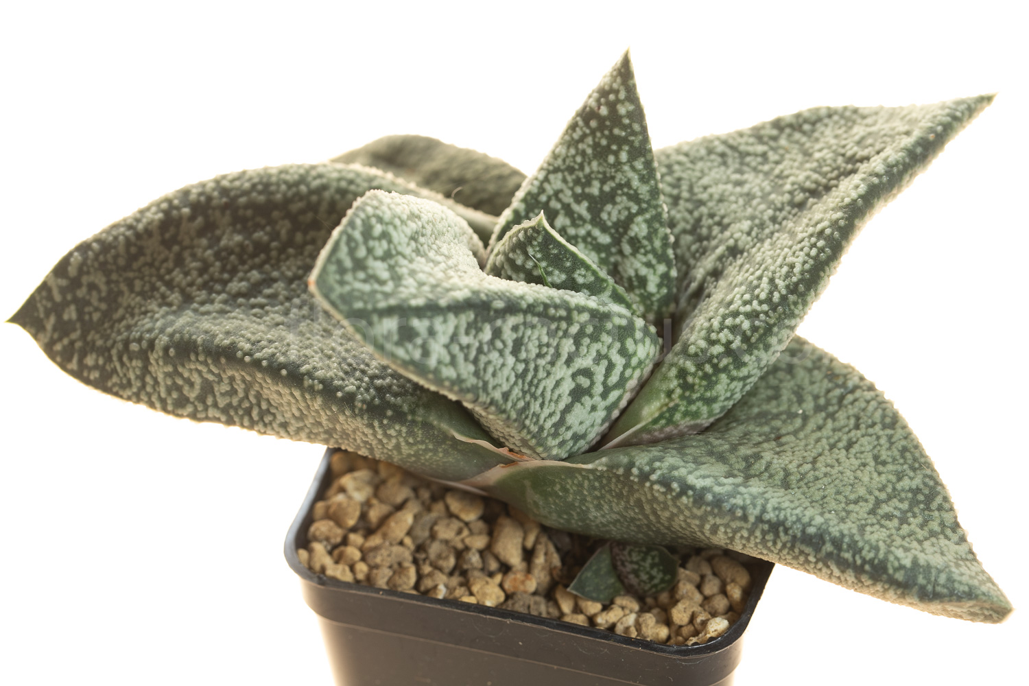 Gasteria_Amabala-2