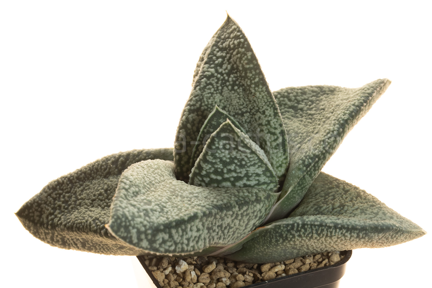 Gasteria_Amabala-1