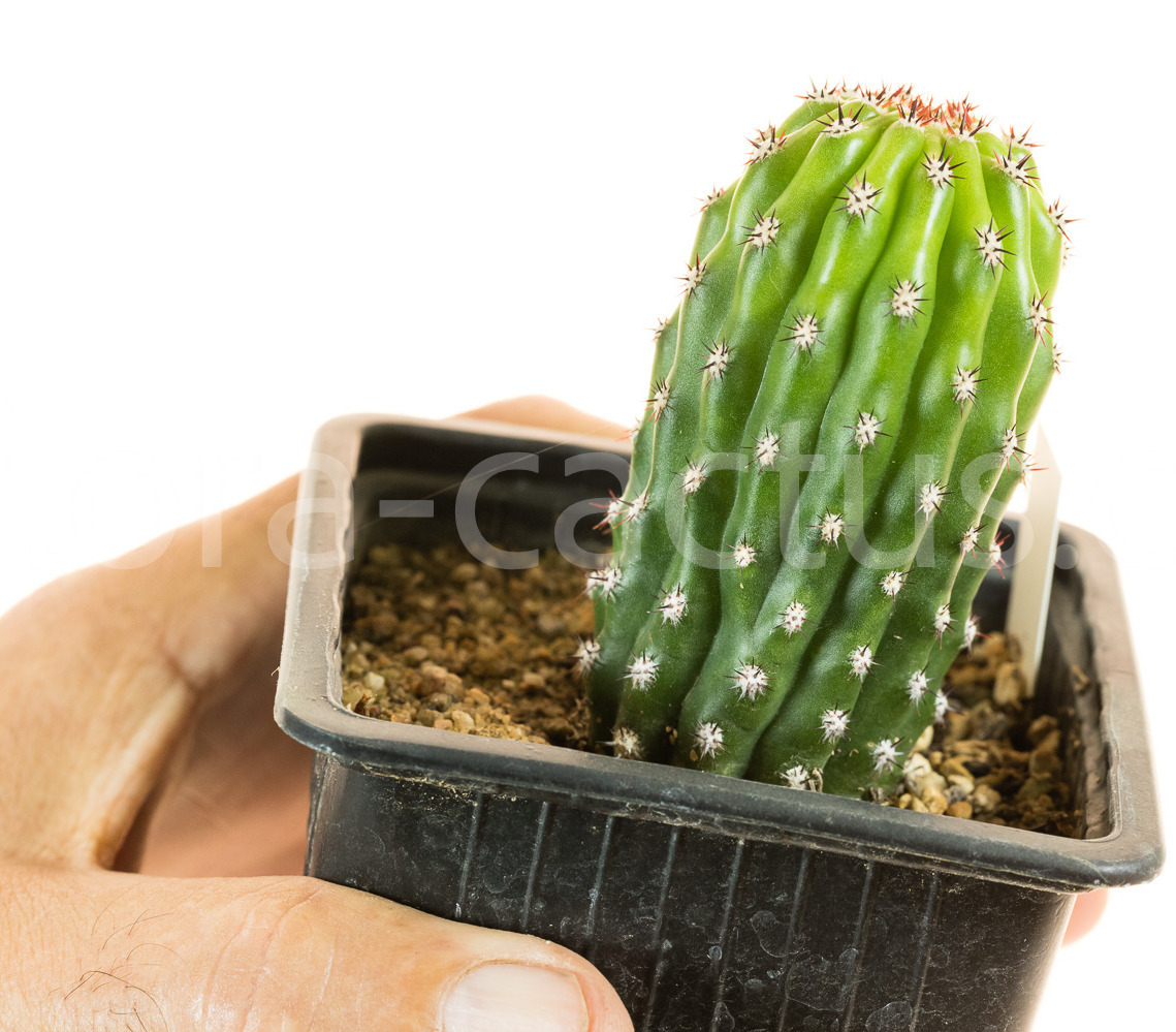 Trichocereus_Papagei_T123-1