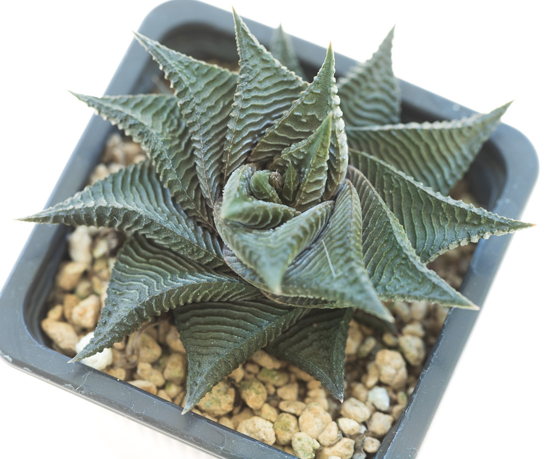 Haworthia_limifolia_spiralis-2