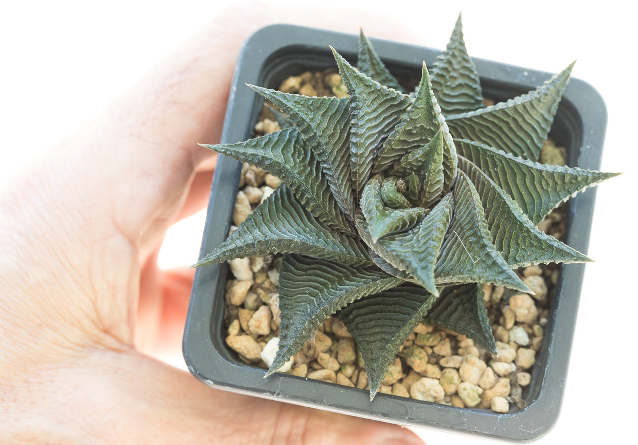 Haworthia_limifolia_spiralis-1