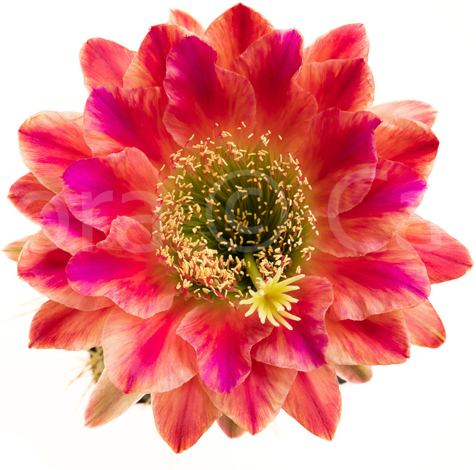 AnnetteLiske-2