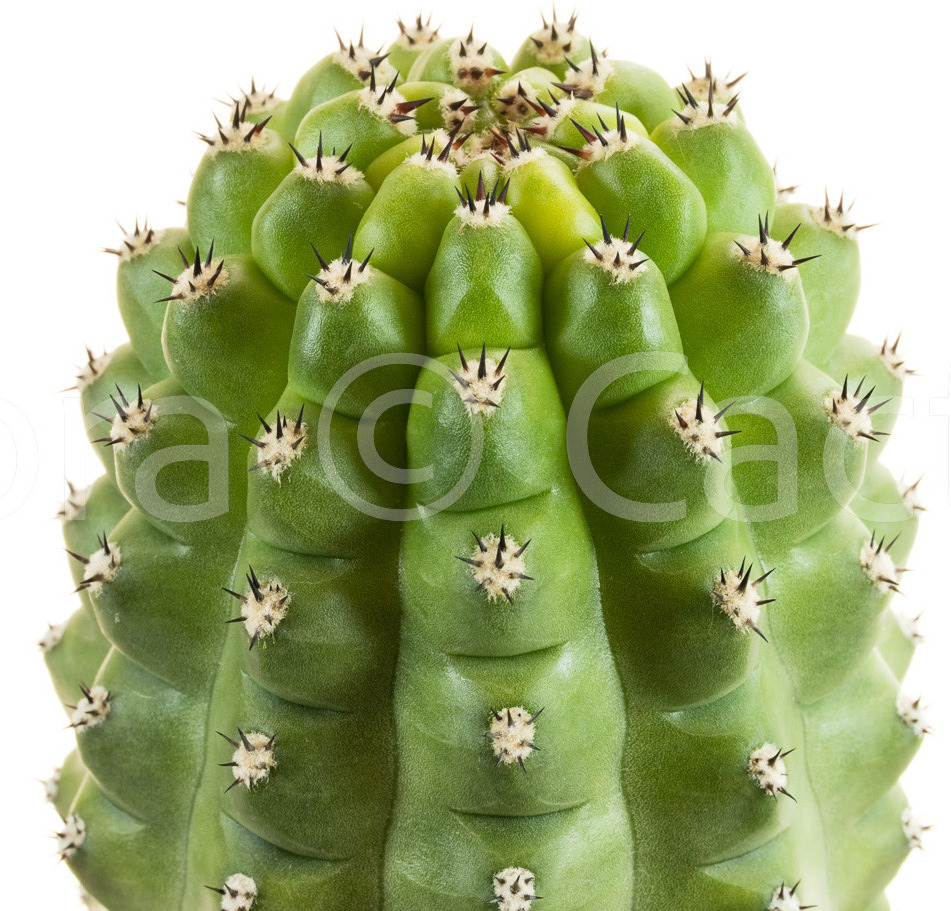Theleflora-7