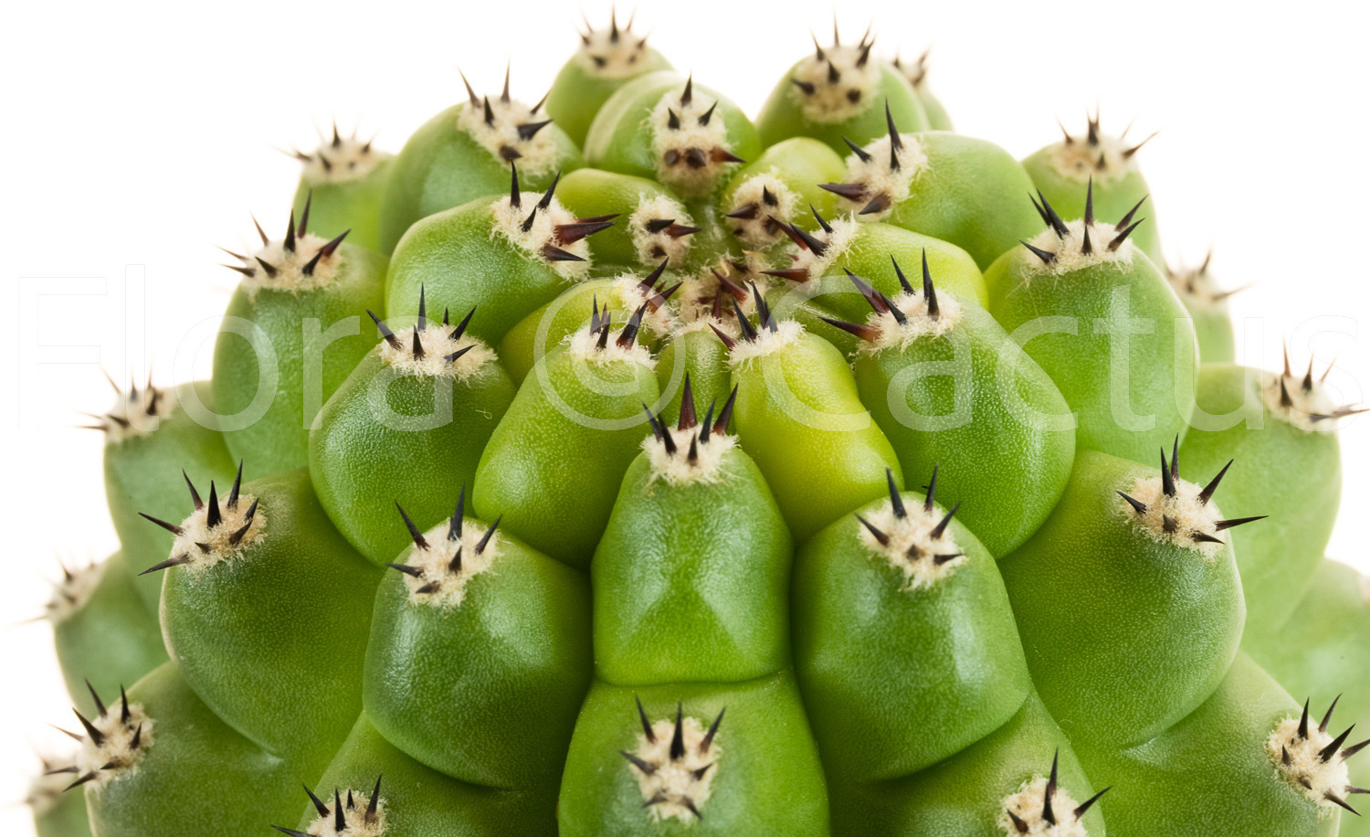 Theleflora-6