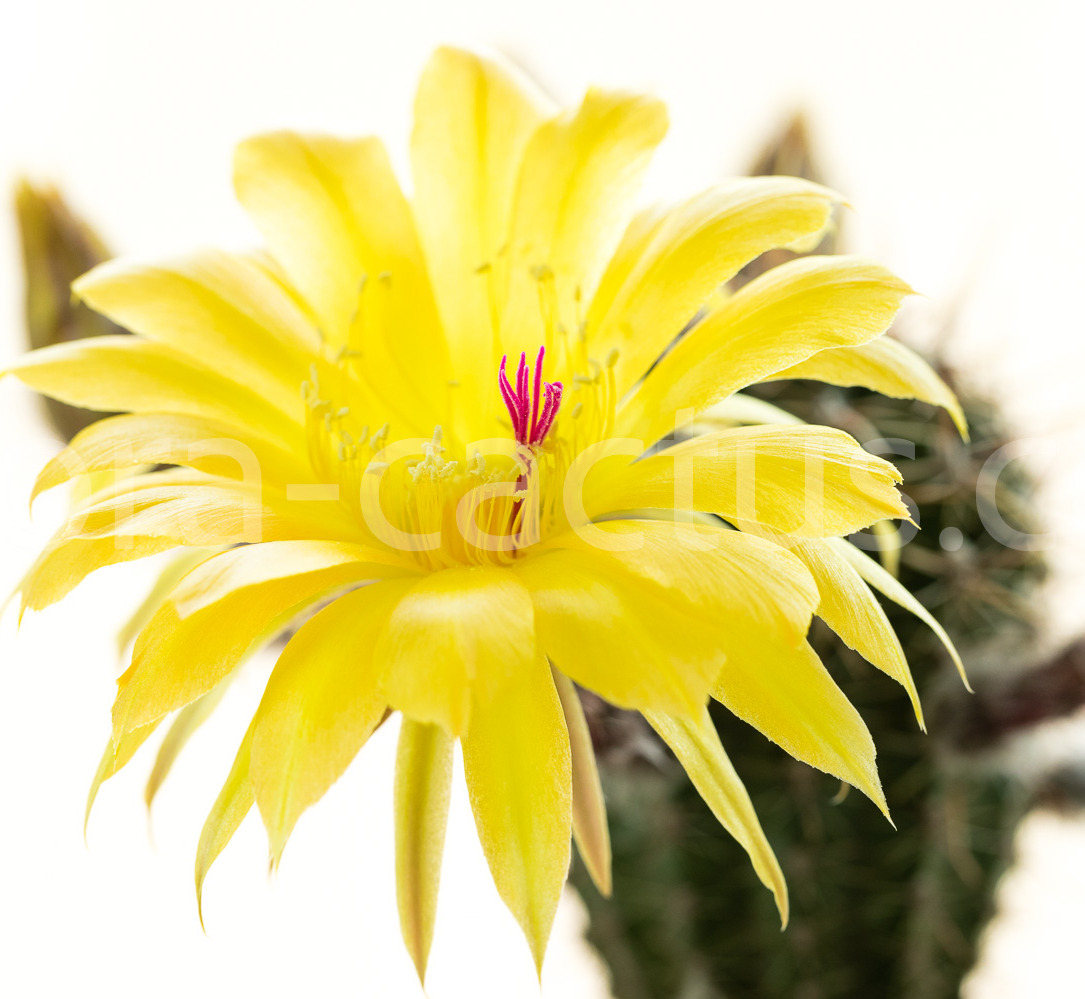 Echinopsis_37-2012-1