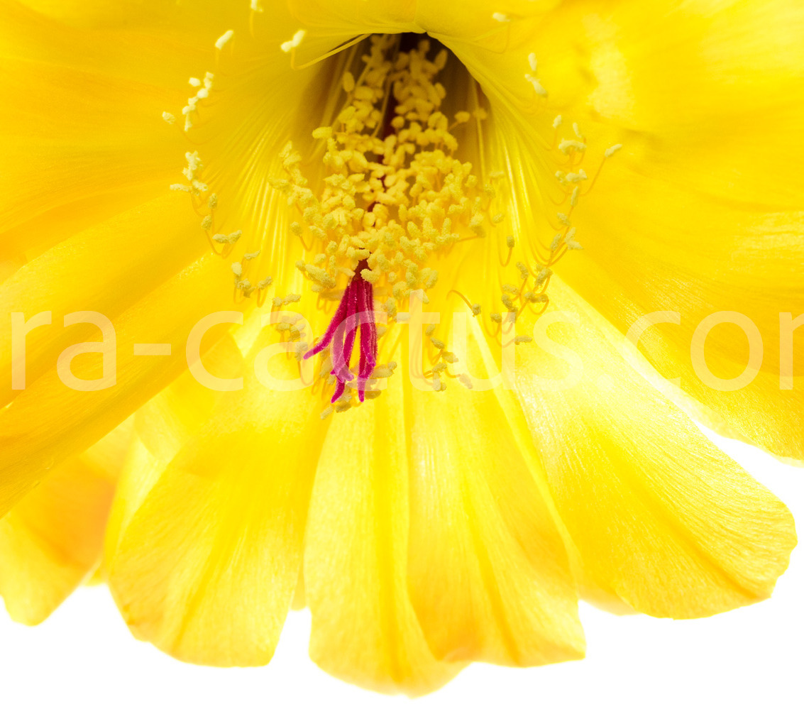 Echinopsis_37-2012-3