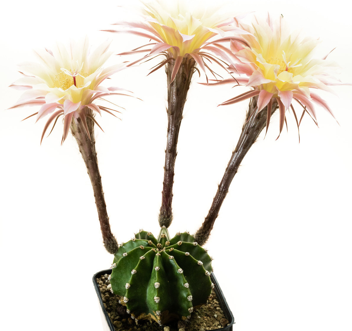 Echinopsis_Barbara_Ditch2
