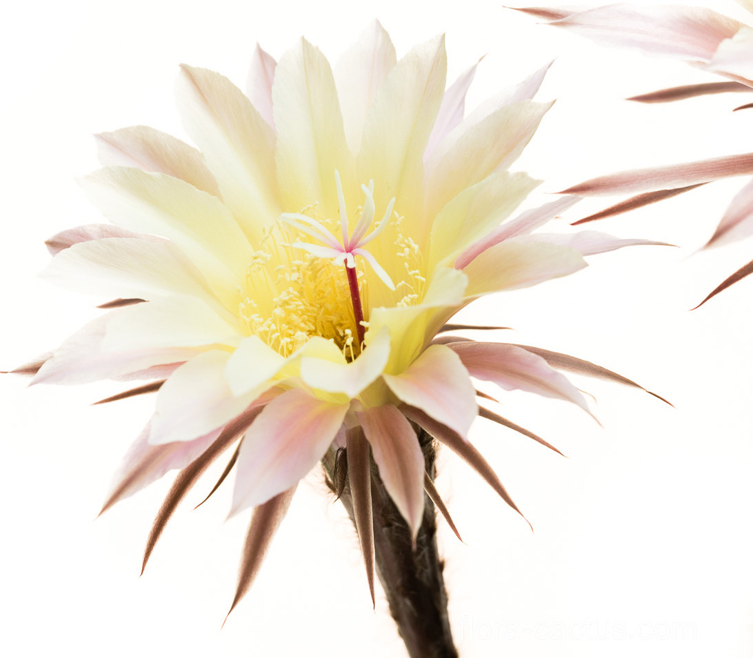 Echinopsis_Barbara_Ditch1