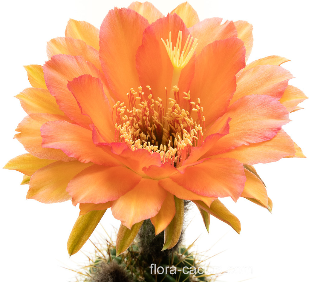 Trichocereus_Kofi_Annan1