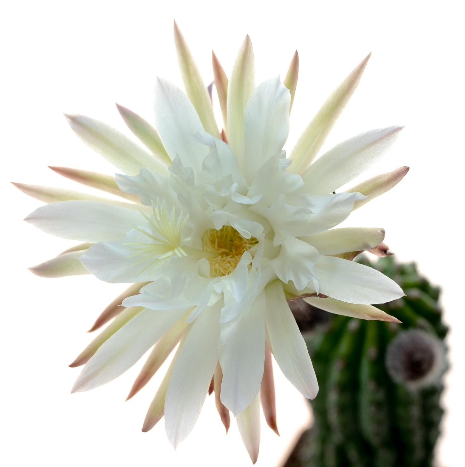 Trichocereus_Papagei-1
