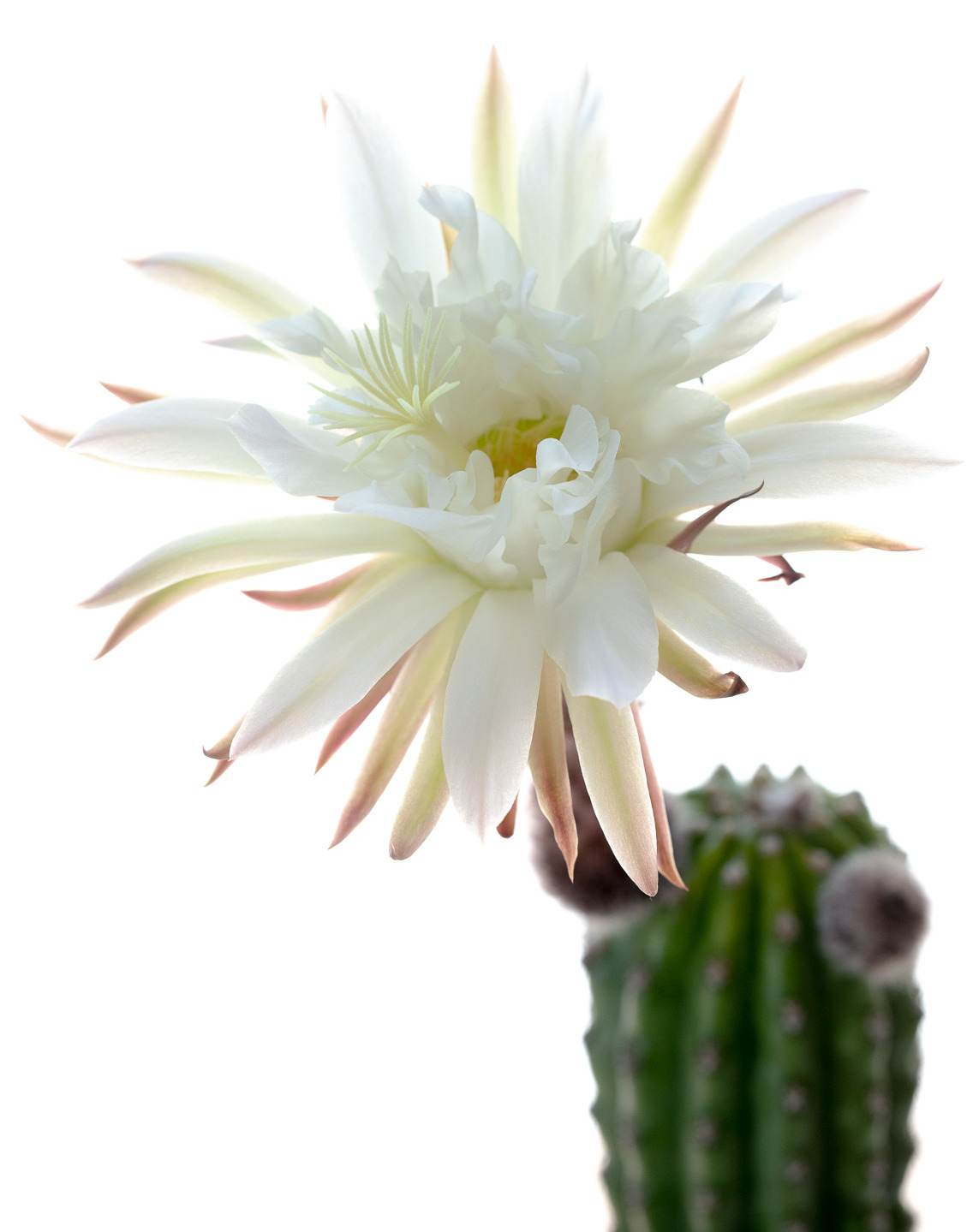 Trichocereus_Papagei-2