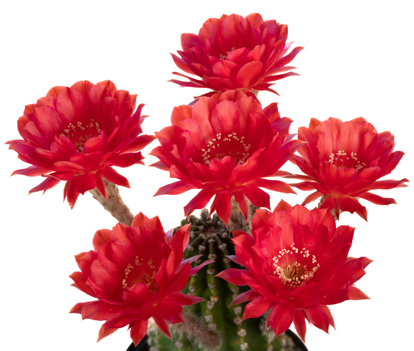 Echinopsis_Wild_Red_Berry-3