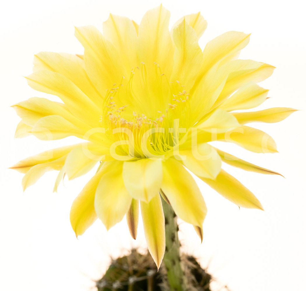 Echinopsis_Kazuko-1