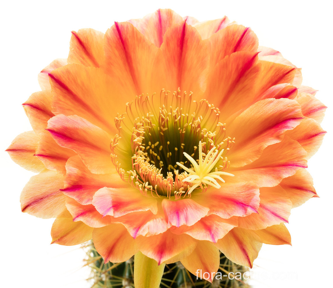 Trichocereus_Liskes_Feuerzauber2