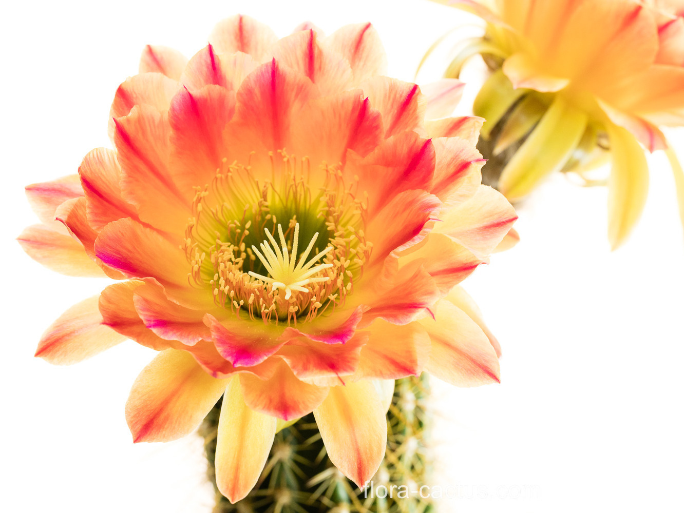 Trichocereus_Liskes_Feuerzauber1