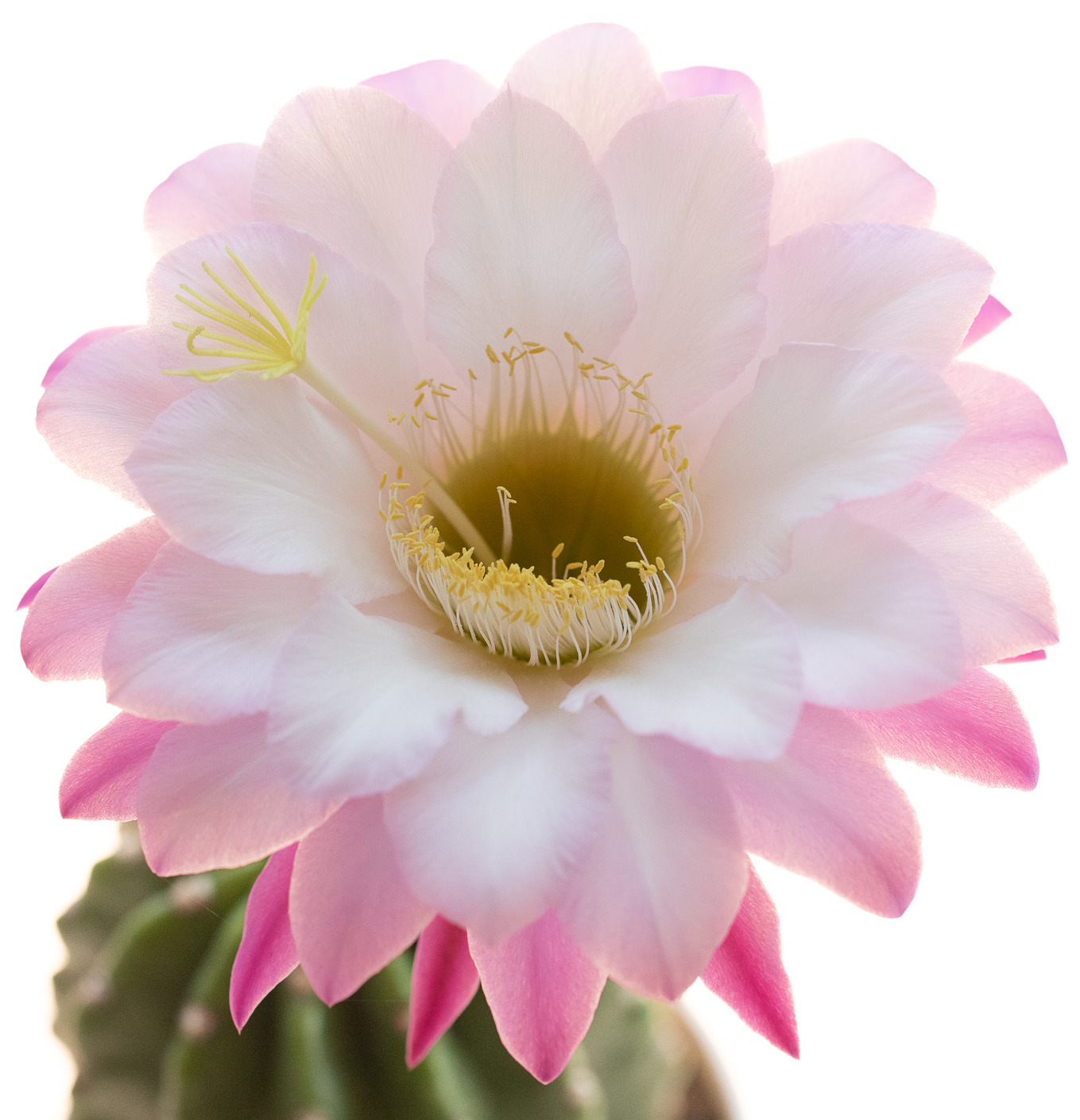 Trichocereus_109-1