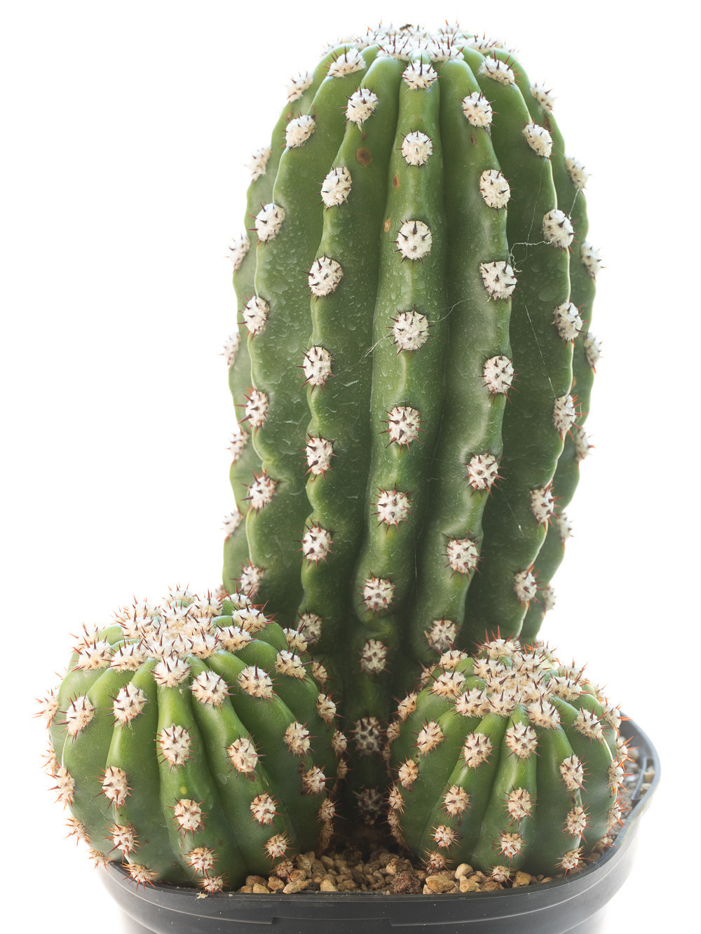 Trichocereus_purpureopilosusXthelegonus-1