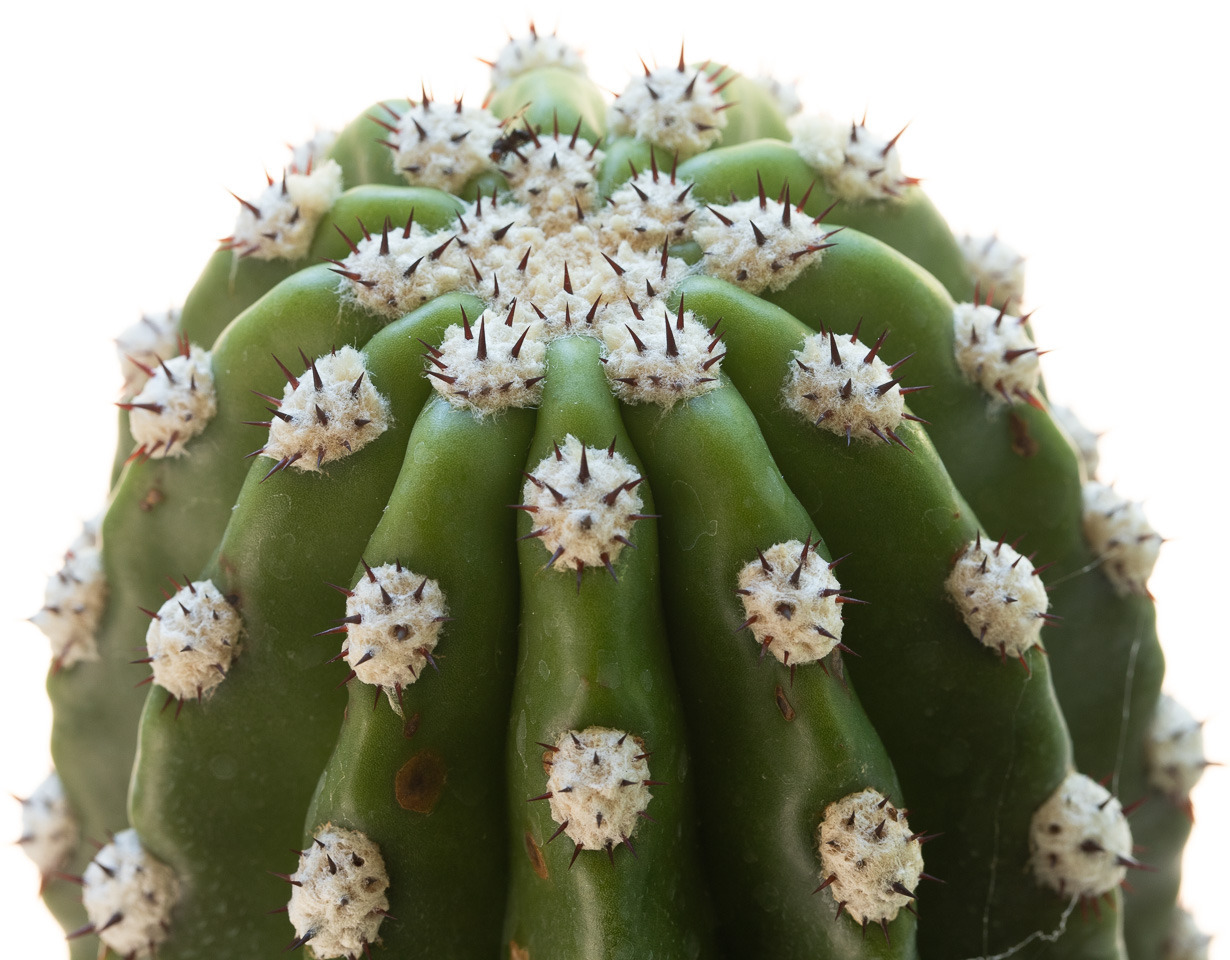 Trichocereus_purpureopilosusXthelegonus-2