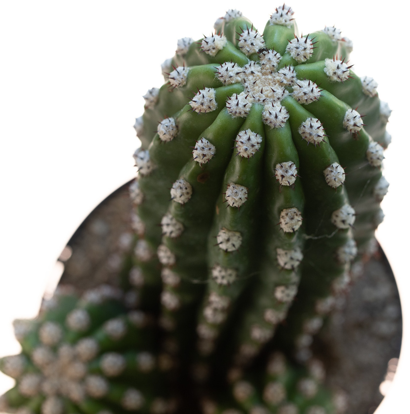 Trichocereus_purpureopilosusXthelegonus-4