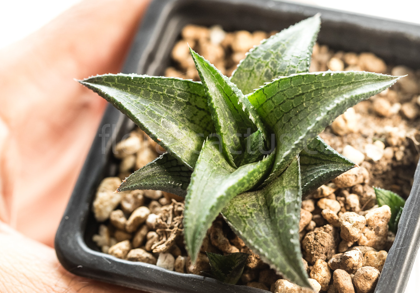 Haworthia_venosa_recurva-1