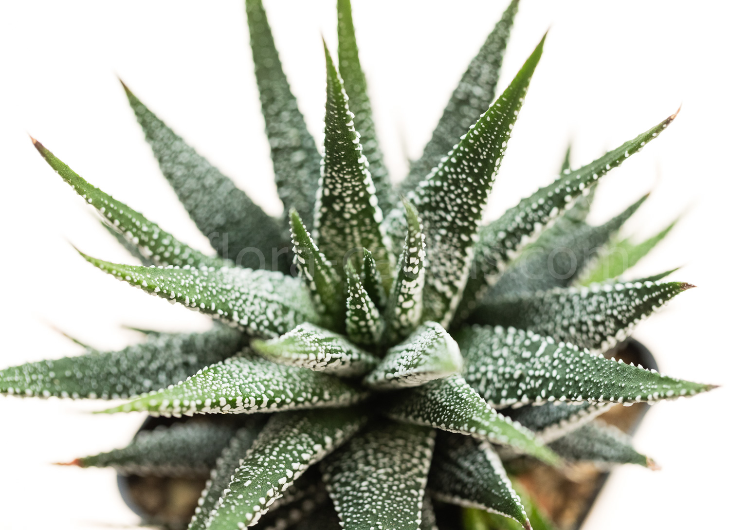 Haworthia_fasciata_Crazy_Glace-1