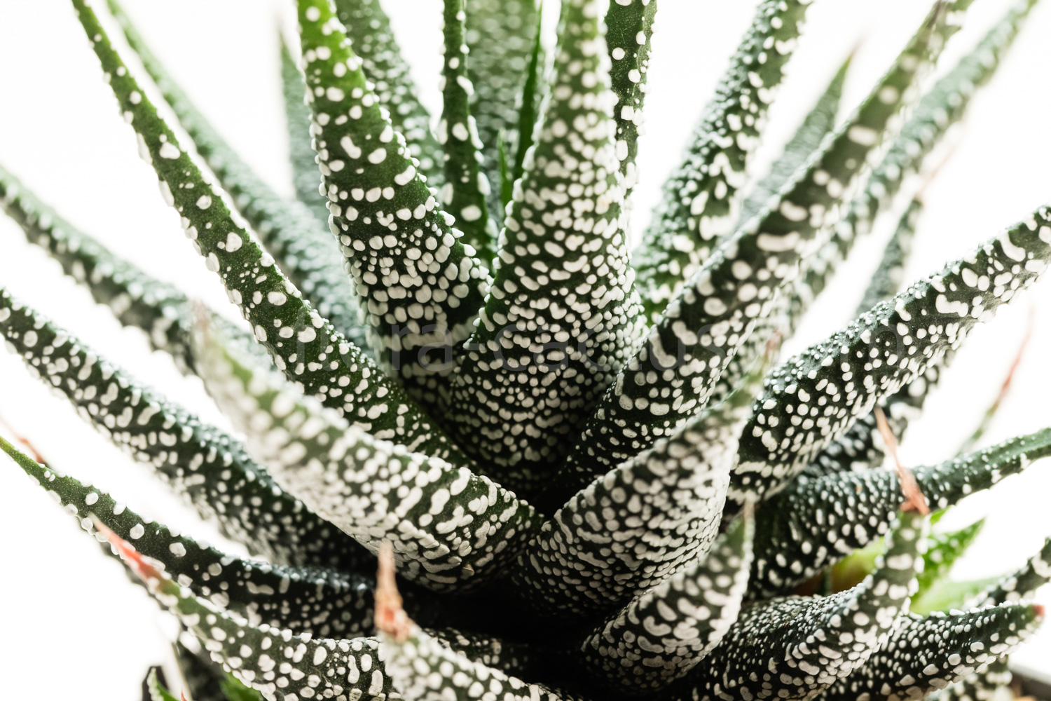 Haworthia_fasciata_Crazy_Glace-3