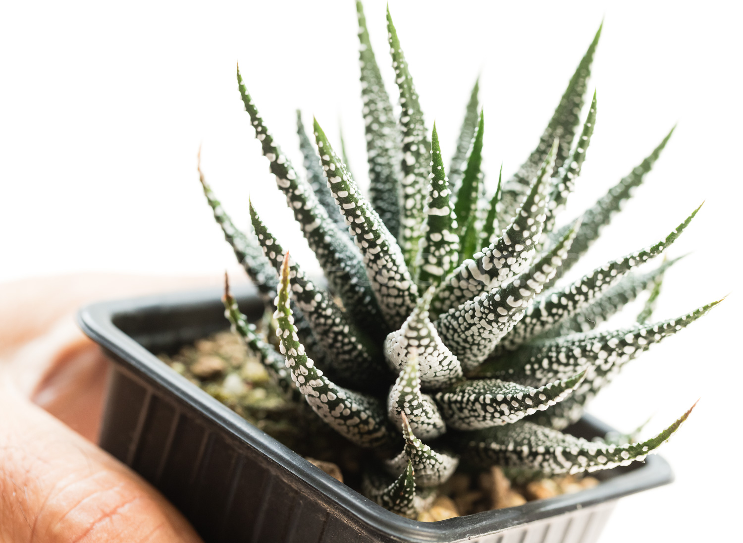 Haworthia_fasciata_Crazy_Glace-6