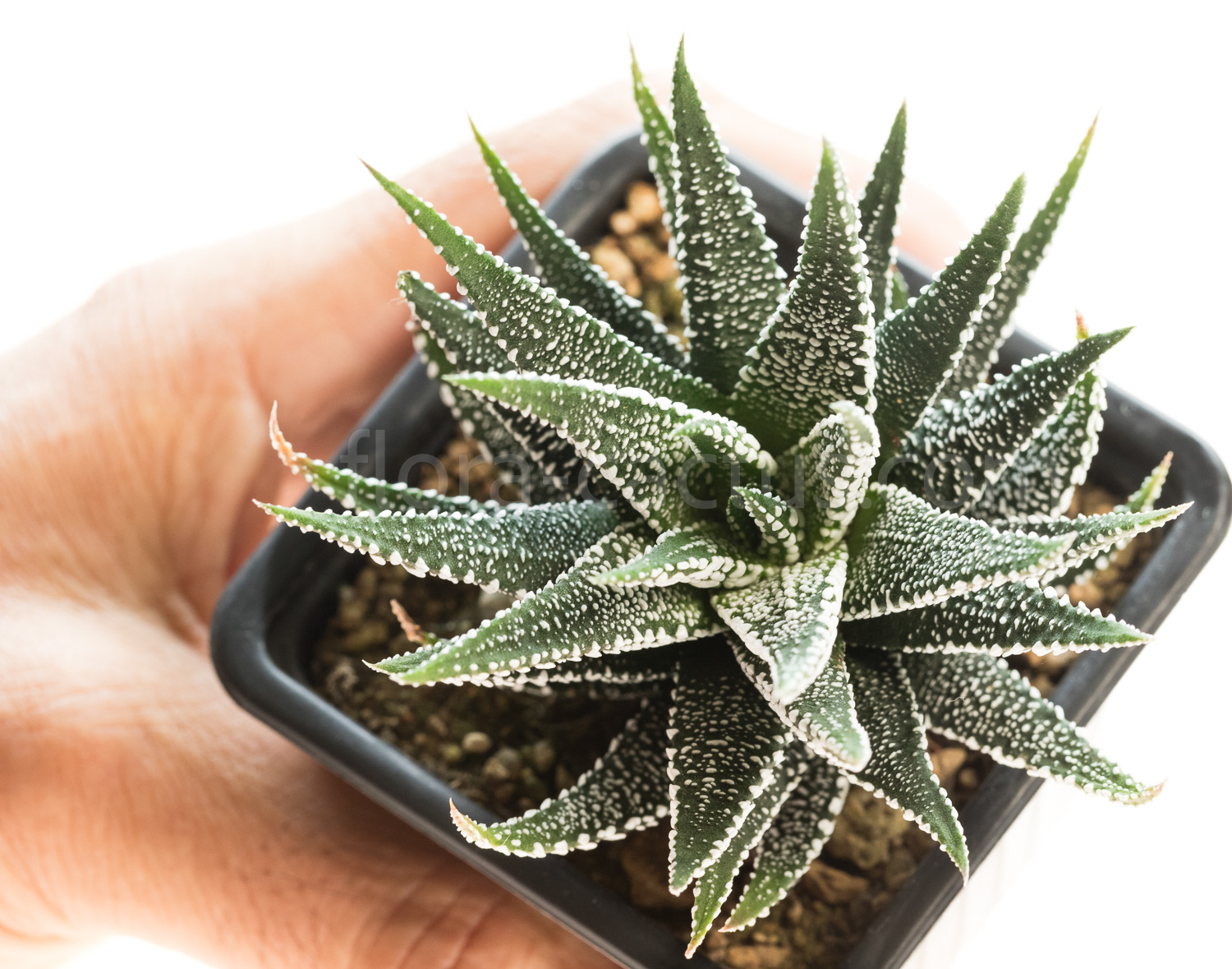 Haworthia_fasciata_Crazy_Glace-5