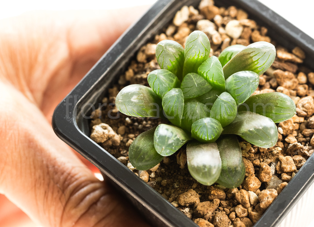 Haworthia_cooperi_truncata_KG386-70-1