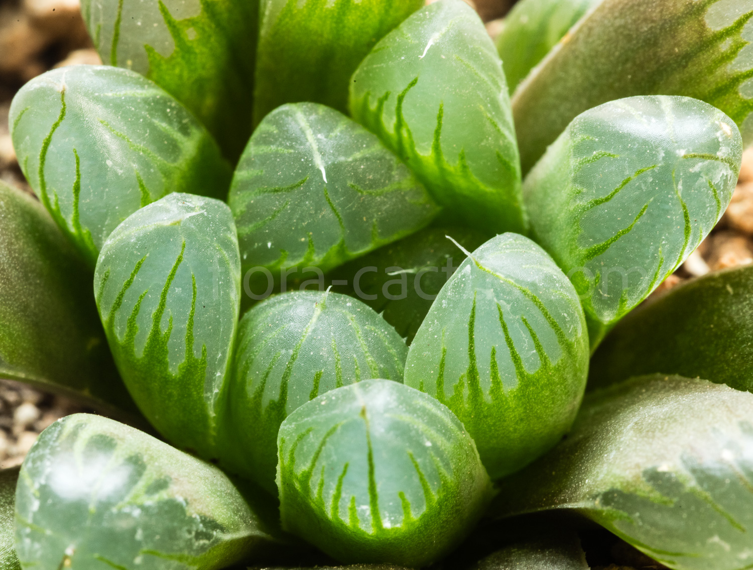 Haworthia_cooperi_truncata_KG386-70-3