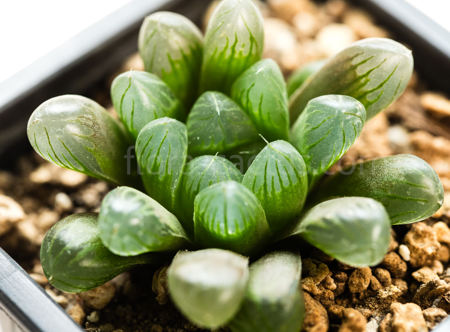 Haworthia_cooperi_truncata_KG386-70-2