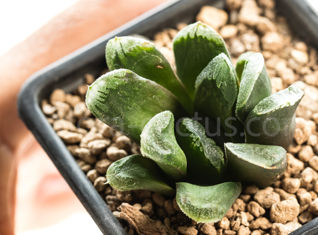 Haworthia_truncata_X_atrofusca-1