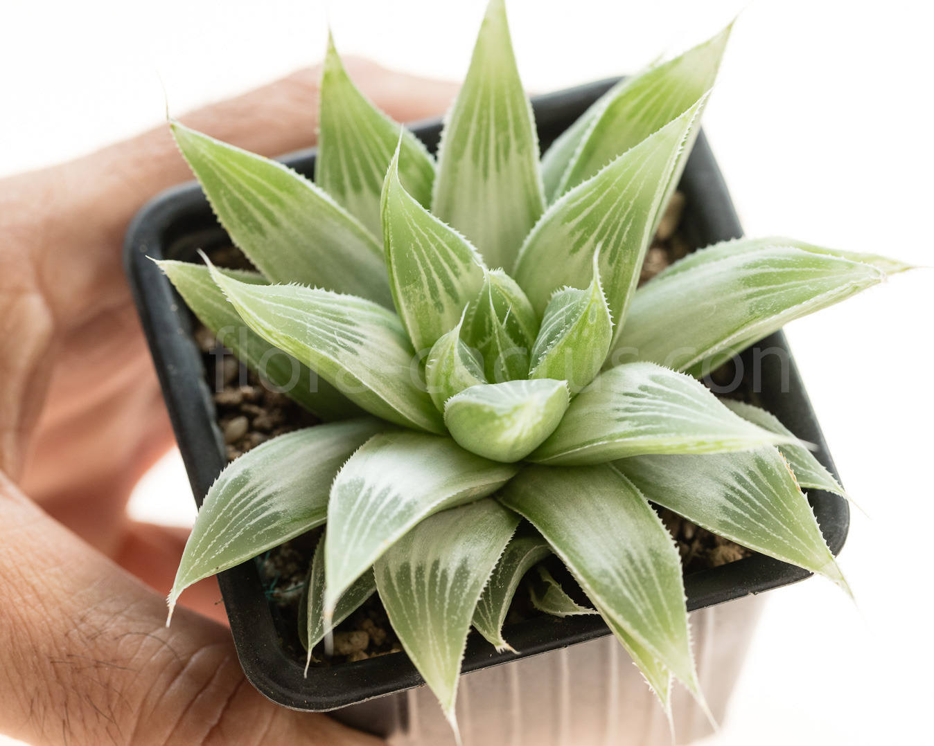 Haworthia_longibracteata_Grey_Ghost-1