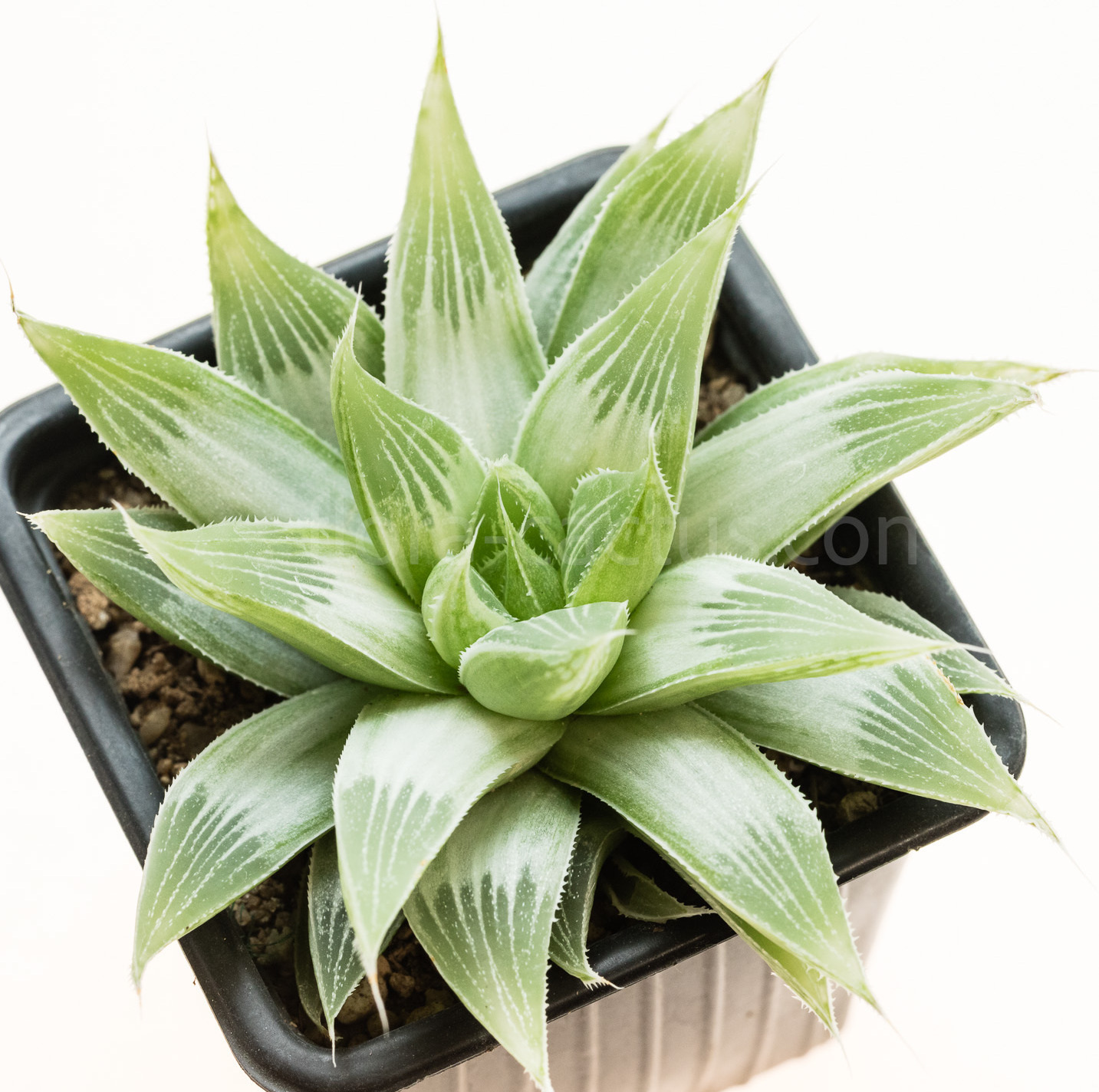 Haworthia_longibracteata_Grey_Ghost-5