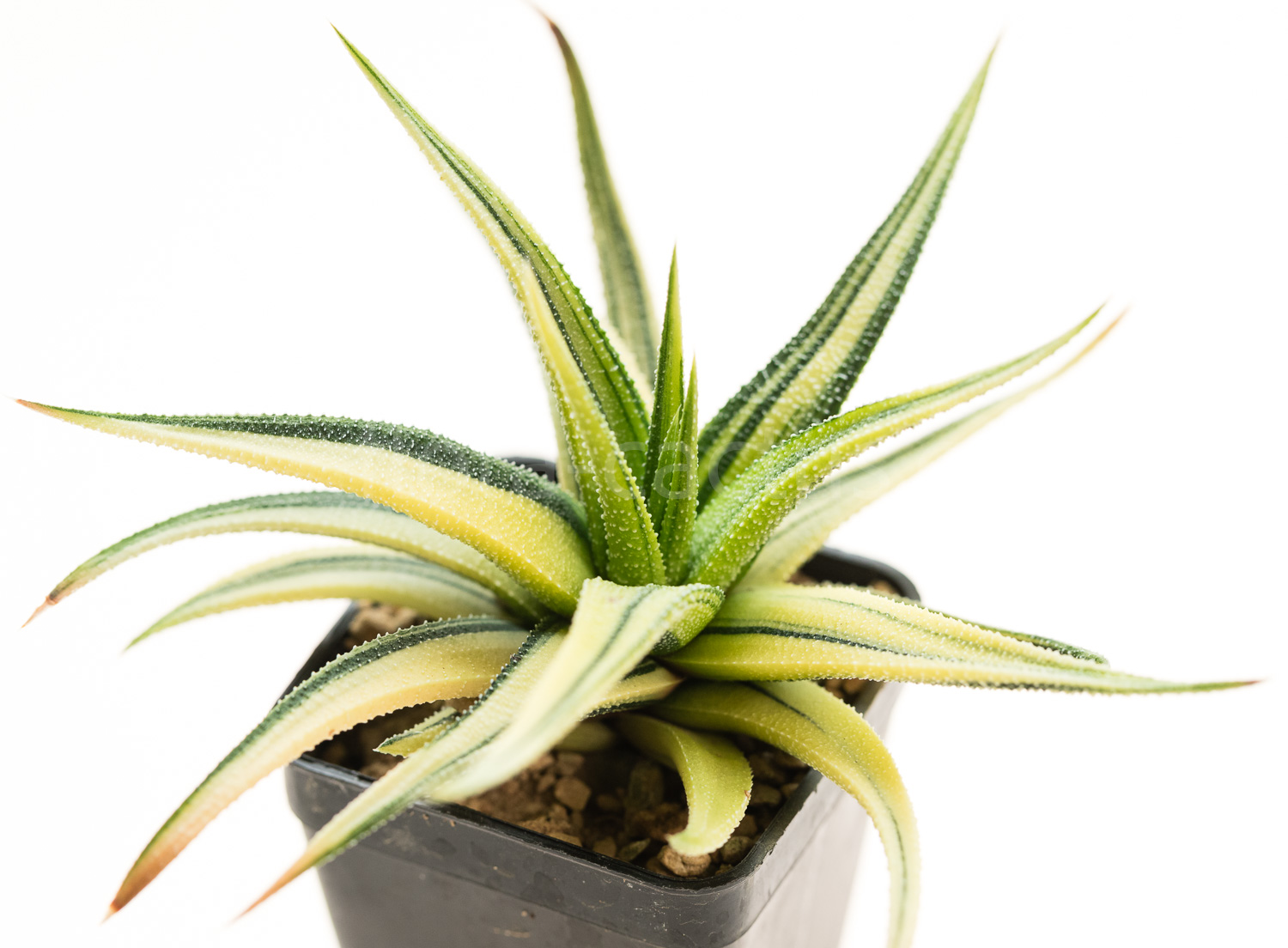 Haworthia_fasciata_radula_Variegata-3