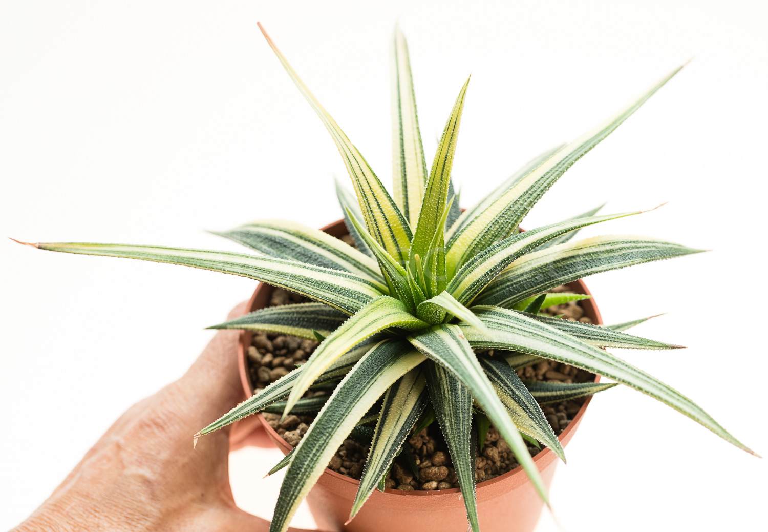 Haworthia_fasciata_radula_Variegata-5